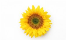 黄色背景向日葵花朵黄色花瓣背景图片