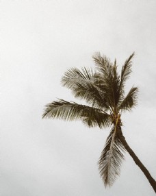 
                    椰子树树木自然风景生态素材图片
