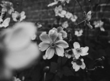 
                    花朵复古黑白自然风景素材图片
