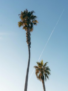 
                    椰子树蓝天白云自然风景背景图片
