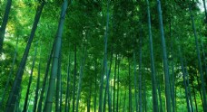 绿树竹林竹子图片
