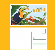 
                    巴西巨嘴鸟明信片图片
