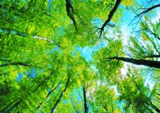 绿树阳光洒落树林绿叶装饰图图片
