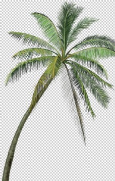 度假椰子树图片