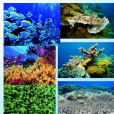 
                    海底世界素材图片

