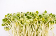 蔬菜蚕豆豆芽图片