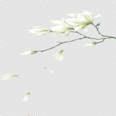 
                    手绘植物花卉图片
