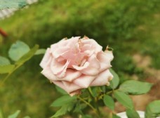 
                    粉红色玫瑰花图片
