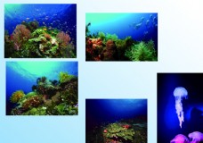 
                    海底世界风景图片
