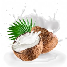 图片素材椰子椰子素材图片