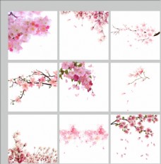
                    樱花素材图片
