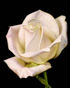 
                    白玫瑰图片
