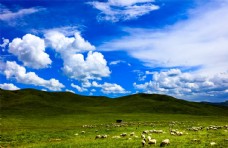 蓝天白云草原牧羊图片