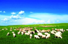 草原蓝天白云羊群图片