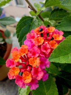 七色花图片免费下载 七色花设计素材大全 七色花模板下载 七色花图库 图行天下素材网