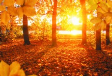 余晖下的树林阳光树叶晚霞穿透图图片