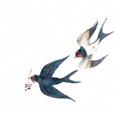 飞鸟白底燕子图片