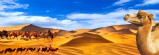 图片素材沙漠骆驼图片
