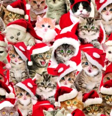 欧式花纹背景圣诞猫咪图片
