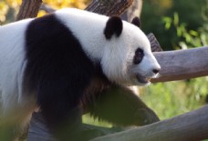 爱上大熊猫图片