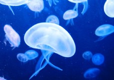水母深海水母海底世界海底图片