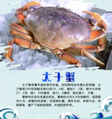 中华文化太子蟹图片