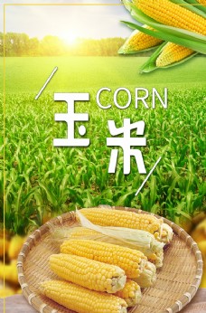 夏日玉米海报图片