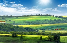绿色麦田天空风景农林图片