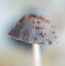 
                    菌菇蘑菇生态图片
