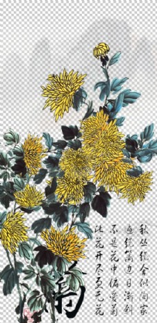 
                    菊花素材图片
