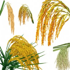 石水稻图片