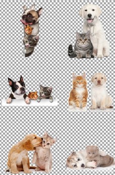 宠物猫咪与宠物狗图片