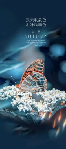 立秋蝴蝶秀稿图片