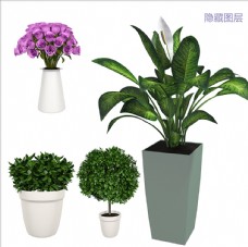 观赏花卉3D植物盆栽图片
