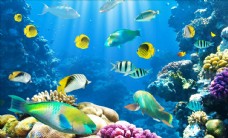 @世界海洋世界珊瑚鱼类背景墙图片