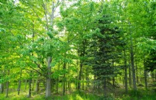 绿色叶子森林图片