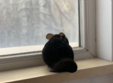 
                    可爱龙猫眺望窗外图片
