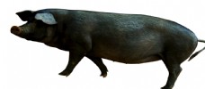 土猪广告黑猪图片