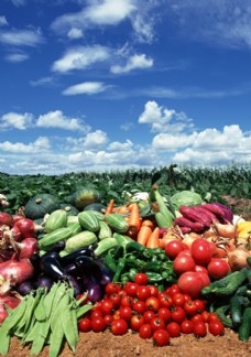 有机水果丰收的蔬菜图片